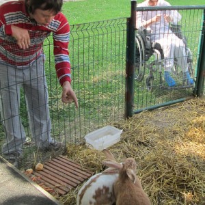 donner a manger aux lapin
