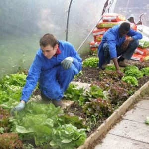 ADPED - IMPro Activité "espaces verts"