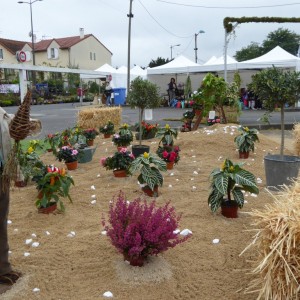 ADPED – Jardinier Amateur ADPED - Jardinier Amateur (12/09/2015)